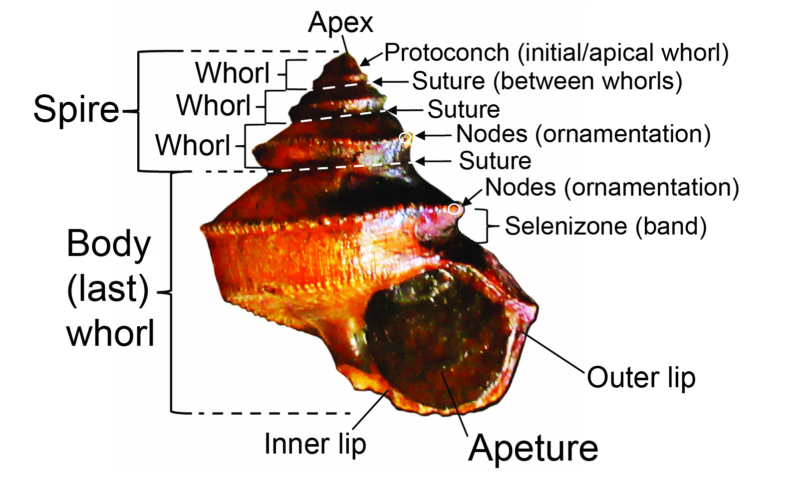 Figure 2: Descriptive terminology for Worthenia tabulata.
